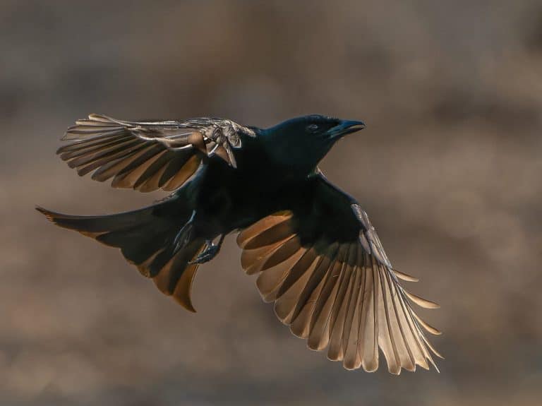 Fork-tailed drongo taking off form Umgede Hide in Antares Bush Lodge, South Africa