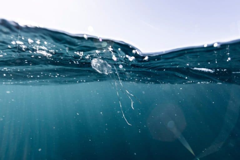 Close up of a irukandji, a poisonous and dangerous box jellyfish from Ningaloo Reef, Western Australia