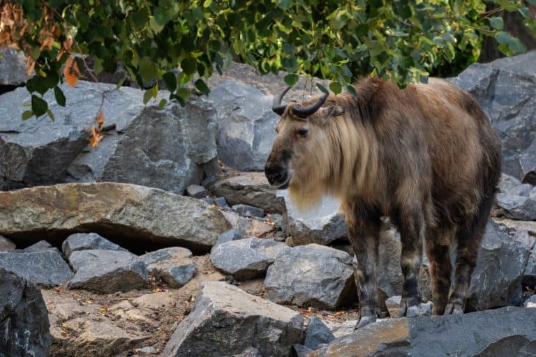 Golden Takin - Budorcas tibetanus bedfordi, beautiful iconic large mammal from the Qin Mountains in the south of China's Shaanxi province.