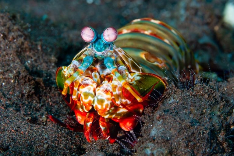Colorful Peacock Mantis Shrimp (Odontodactylus scyllarus) on a tropical coral reef in Tulamben, Bali, Indonesia