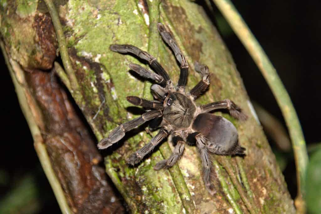 Ecuadorian bird-eating tarantula (Pamphobeteus ultramarinus) on a tree in the Cuyabeno Wildlife Reserve, outside of Lago Agrio, Ecuador