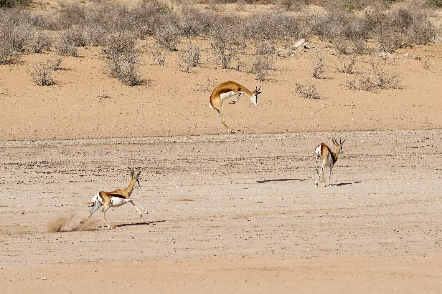 Kgalagadi: Springbok - Antodorcas marsupialis, running and doing the familar stotting (pronking) action for which they are know.