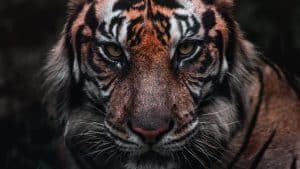 Meet the Giants of the Big Cat World photo