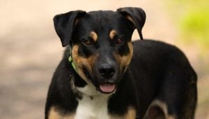 adorable black brown and white rottweiler mix dog outdoor close up head portrait
