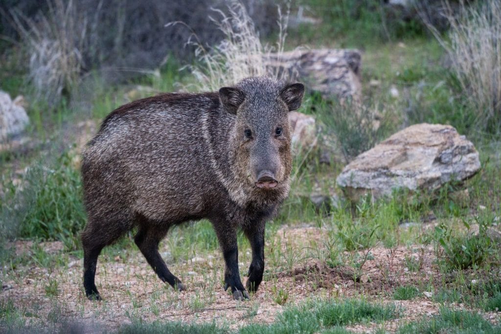 Peccary (Javelina) in the Tucson area of the Sonoran Desert