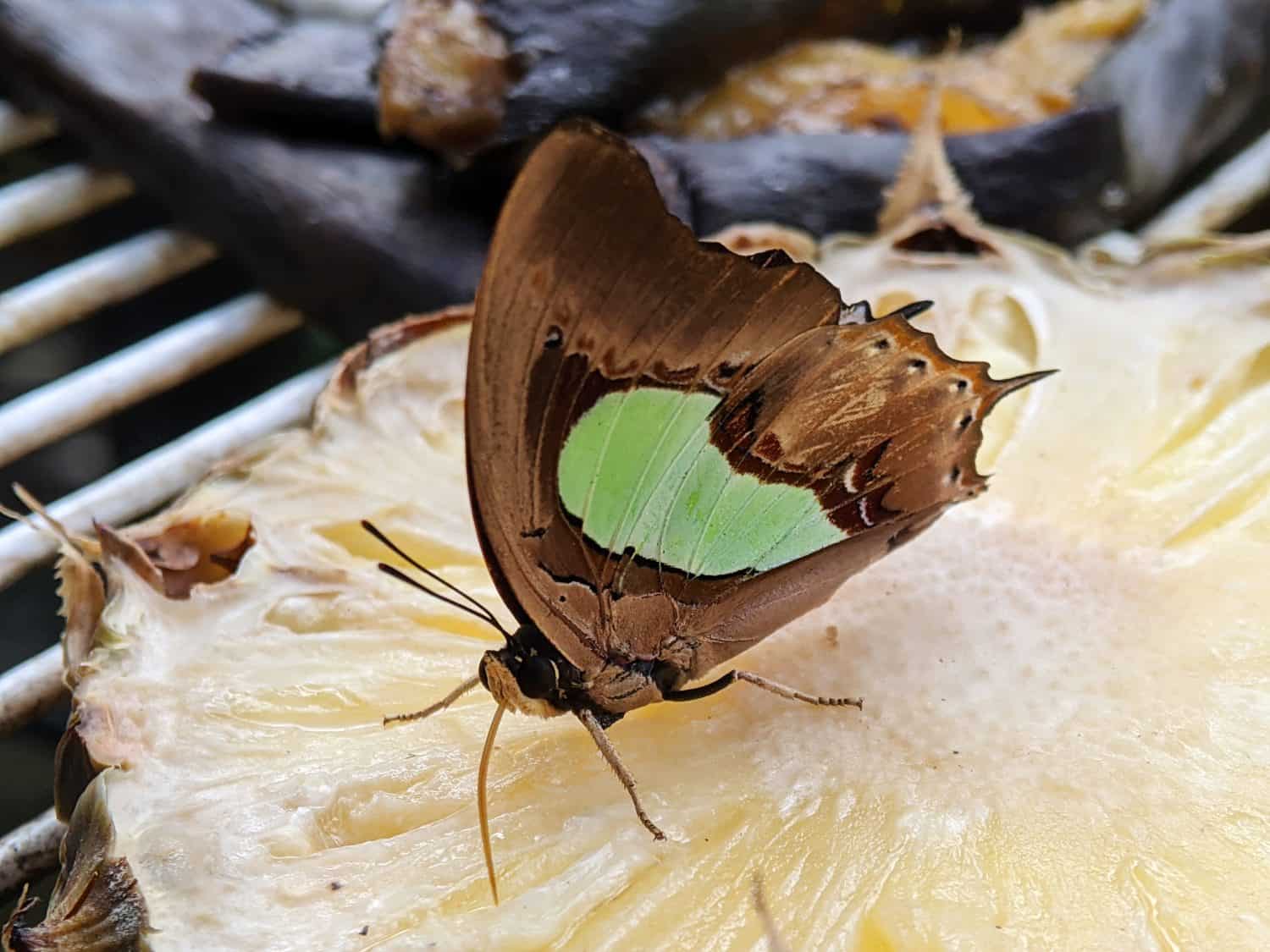Selective focus of Polyura athamas, the&nbsp;common nawab, a species of fast-flying canopy butterfly
