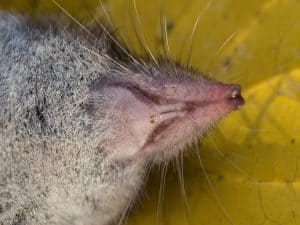 a dead greater white toothed shrew (Crocidura russula)