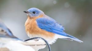 Beautiful Eastern Bluebird in the Winter Snow Close Up Red White Blue Blurred Background Beak Feathers Blue Song Birds
