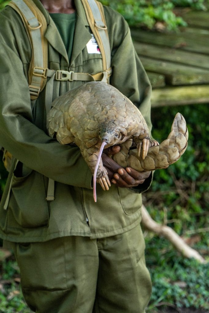 A conservationist holds a pangolin with its tongue extended, highlighting the unique features of this endangered species, set against a natural, green environment.