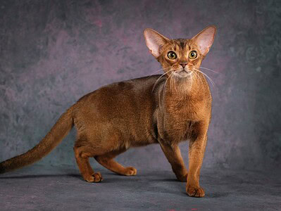 A Abyssinian