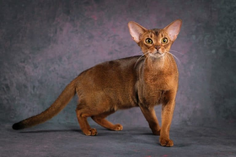 Abyssinian