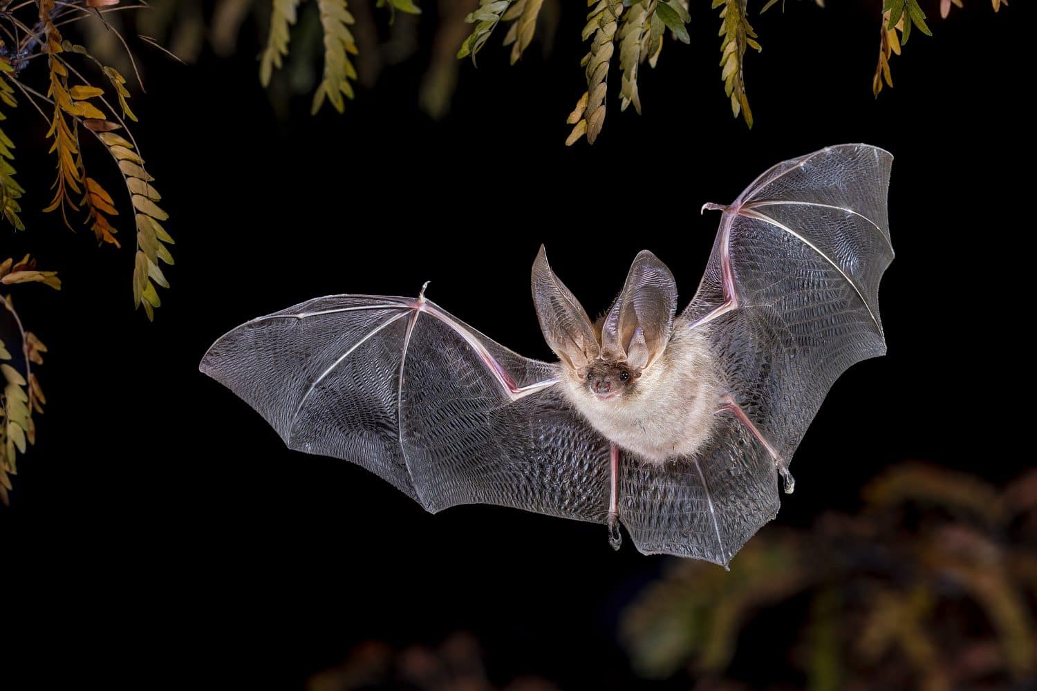 Brown Long-Eared Bat (Plecotus auritus) flying in mid air in Forest Environment. Wildlife Scene of Nature in Europe.