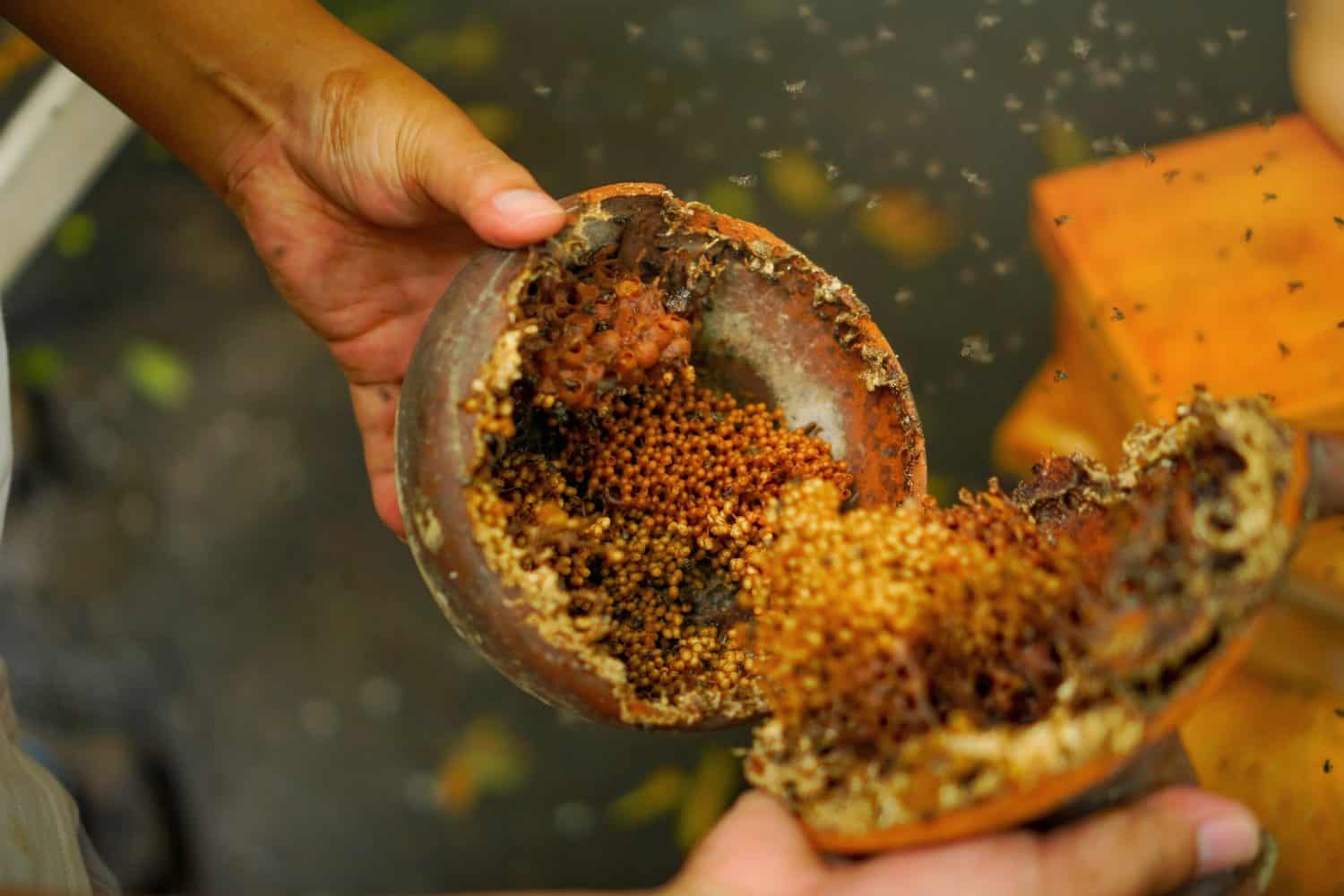 A person's hand is holding a honeycomb of a stingless bee in a clay jug.