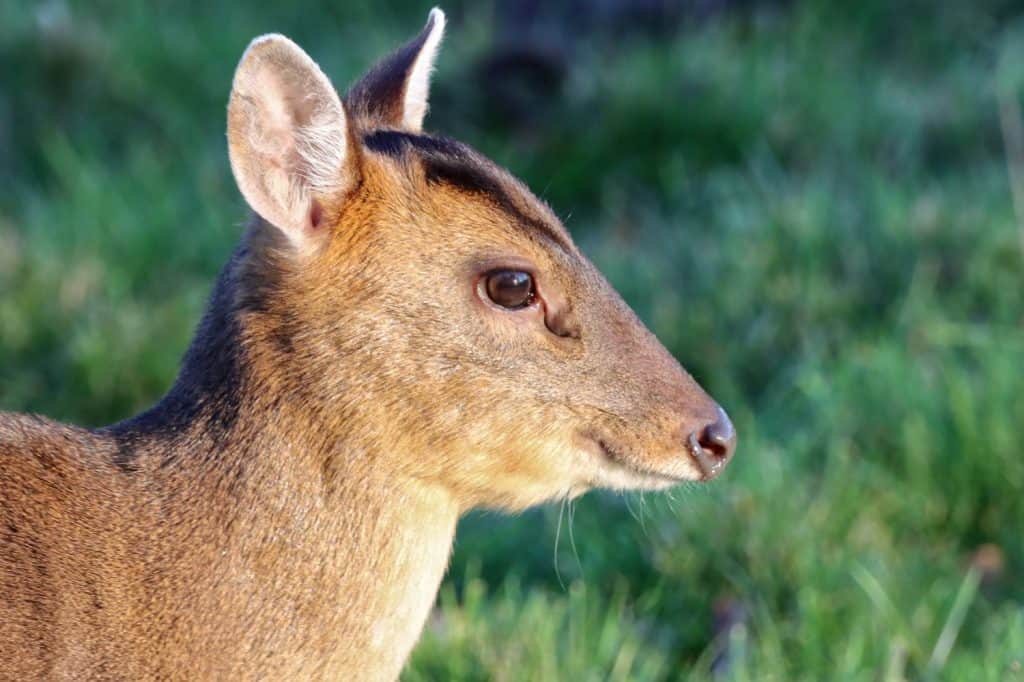 Muntjac deer (Muntiacus reevesi). Profile images of the head showing the preorbital glands. Photographed against a grass field background.