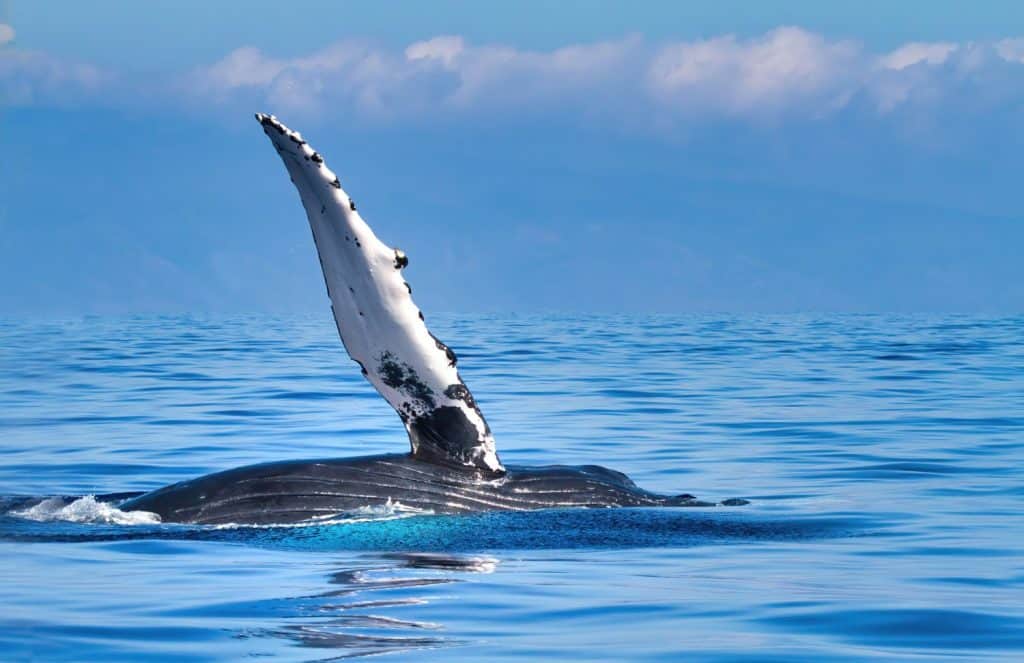 Laid back humpback waving its pectoral fin at unseen whale watchers.