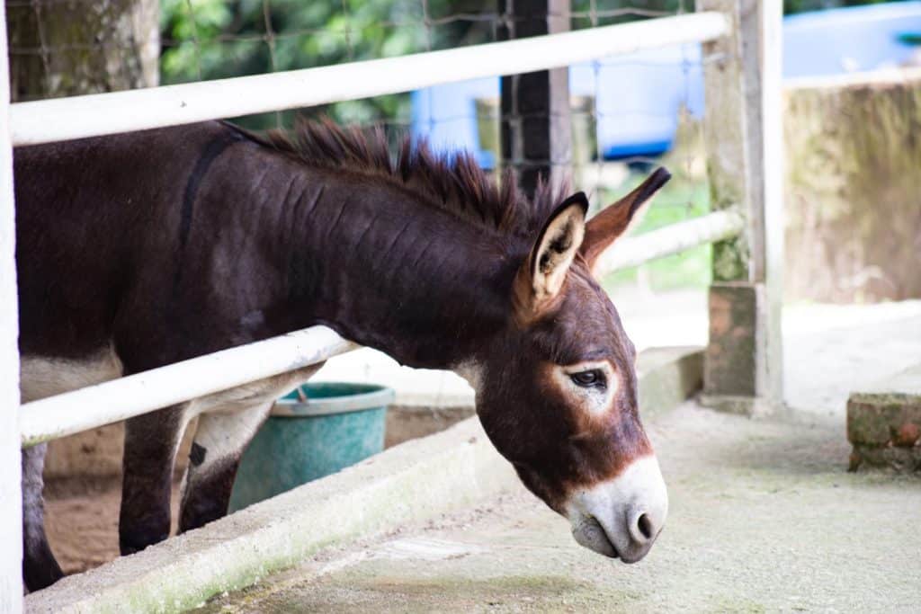 The mule is a domestic equine hybrid between a donkey and a horse.