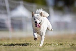 Hokkaido Running Lure Course Sprint Dog Sport
