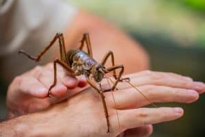 the closeup image of Little Barrier giant weta (Deinacrida heteracantha) in "Hidden New Zealand" of Auckland Zoo. Endemic to New Zealand, where it survived only on Hauturu (Little Barrier Island).