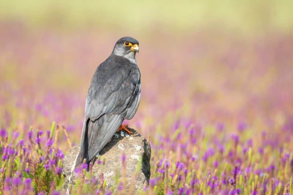 A striking male Amur Falcon (Falco amurensis) perched gracefully against a vibrant floral background. This small raptor, known for its long migratory journey, showcases its sleek plumage