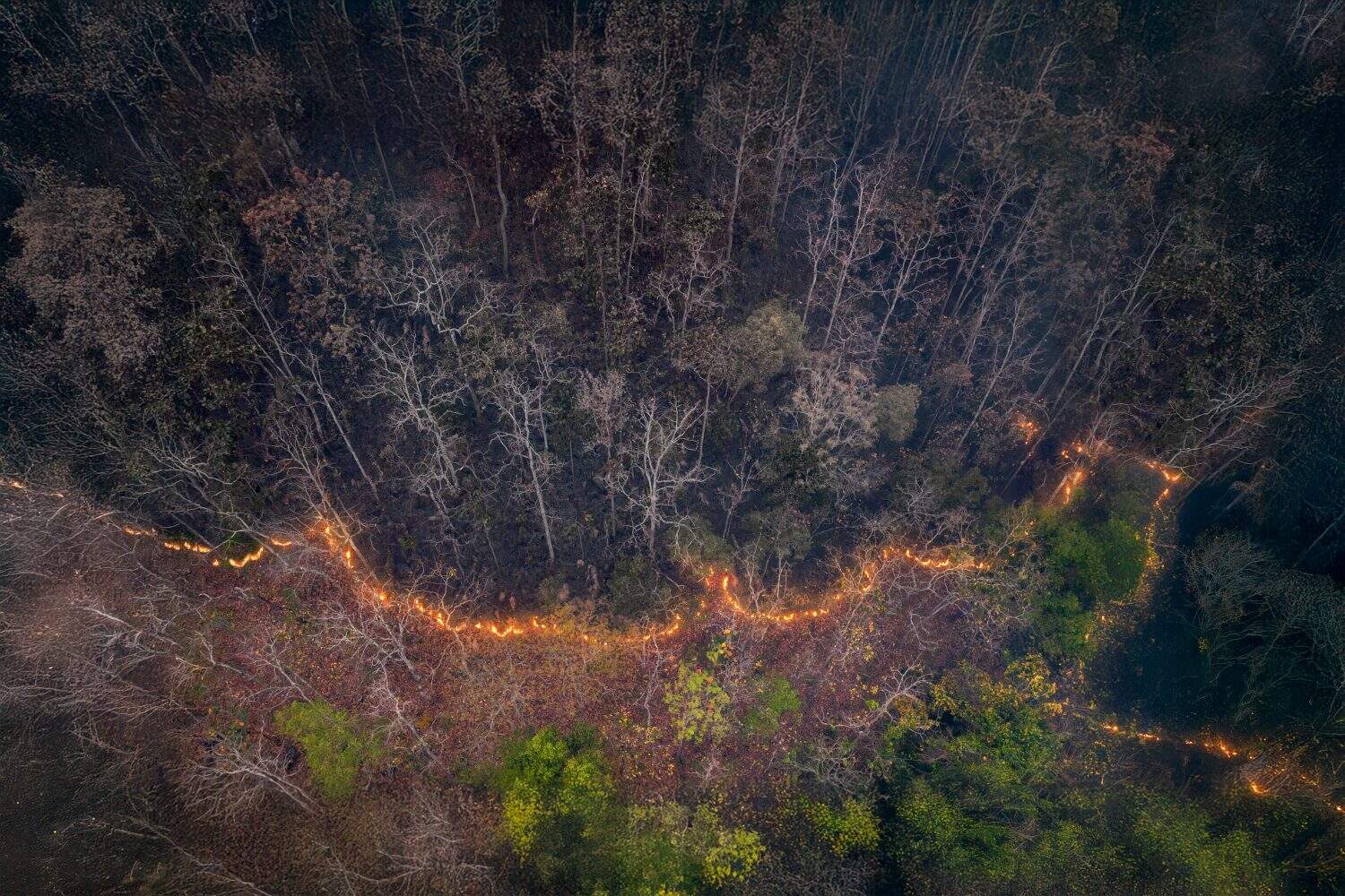 Forest fires release carbon dioxide and other greenhouse gasses, such as methane into the atmosphere. Carbon emissions come from deforestation.