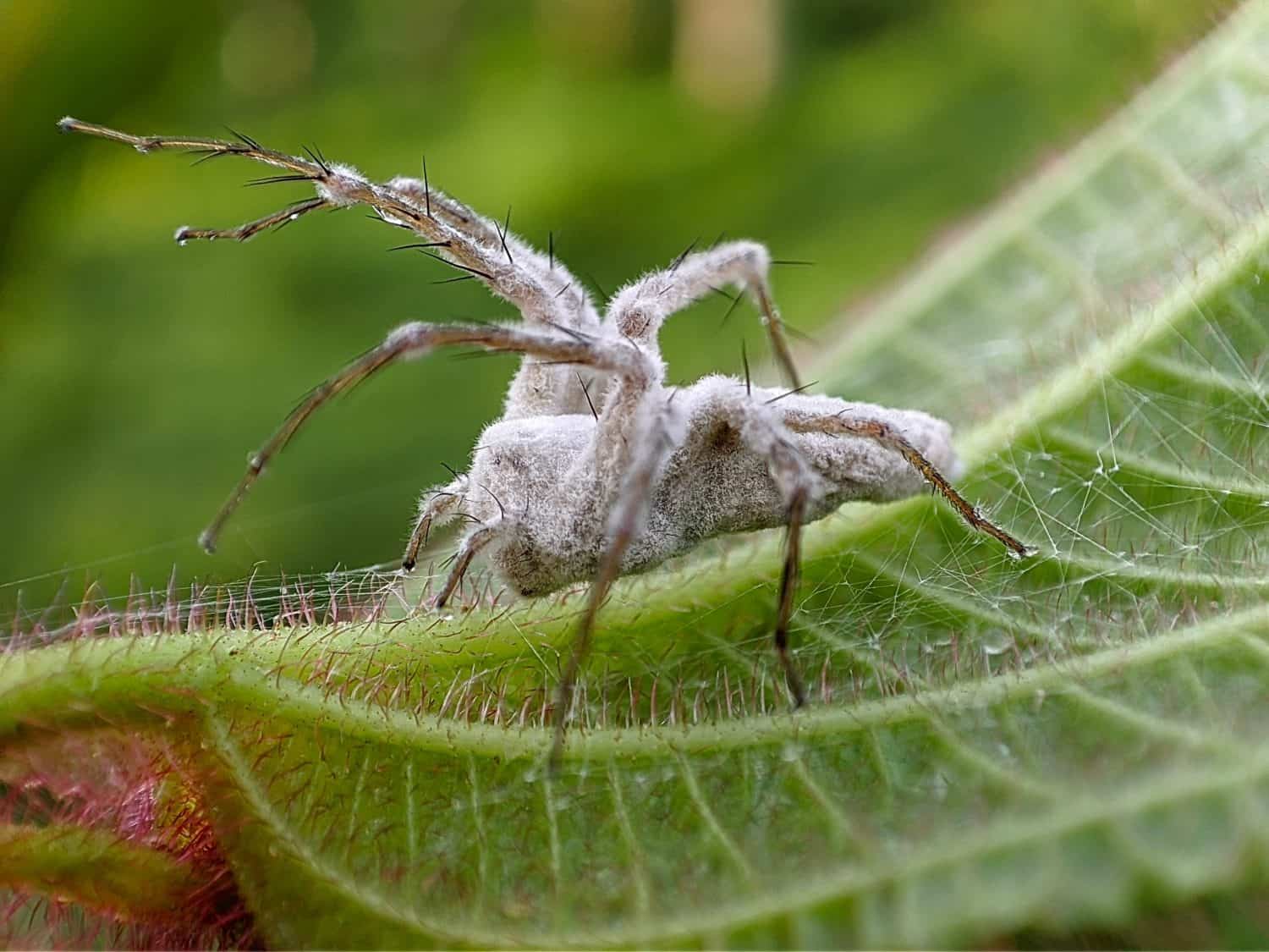 A macro photograph of a deceased spider completely overtaken by a fungal infection. The intricate details of the fungal growth enveloping the spider's body