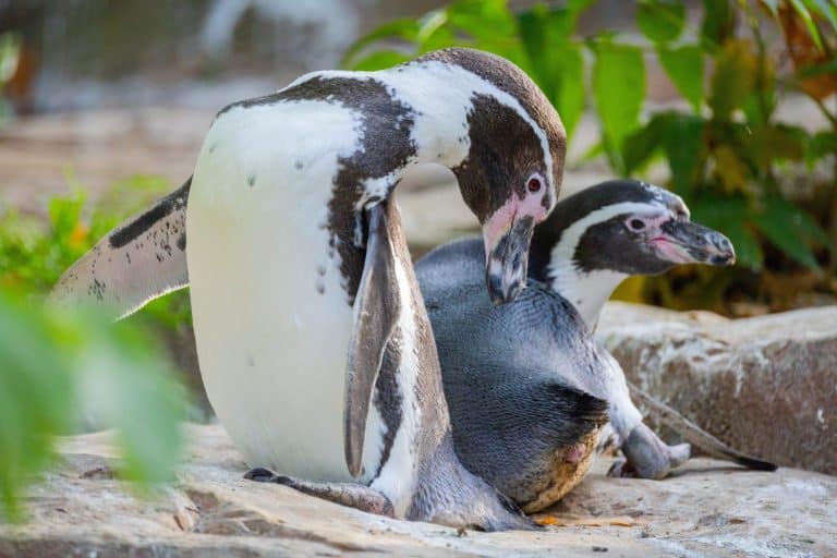 Humboldt Penguin, Colony Spheniscus humboldti. A pair of cute black and white little penguins.