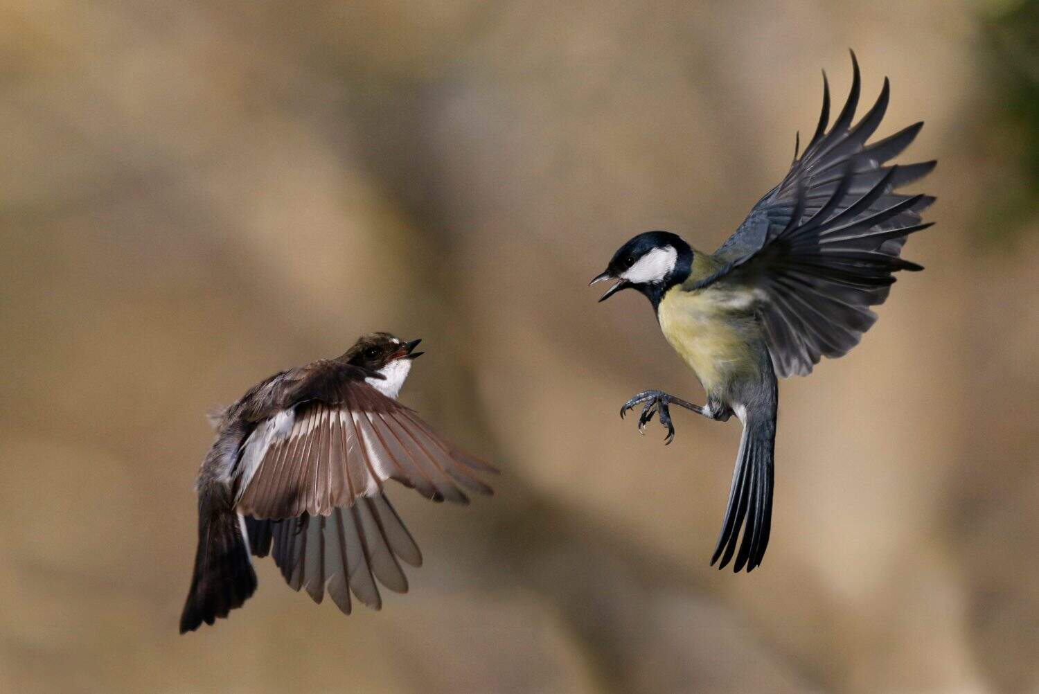 Bonte vliegenvanger maakt ruzie met koolmees; Pied Flycatcher fighting with Great Tit