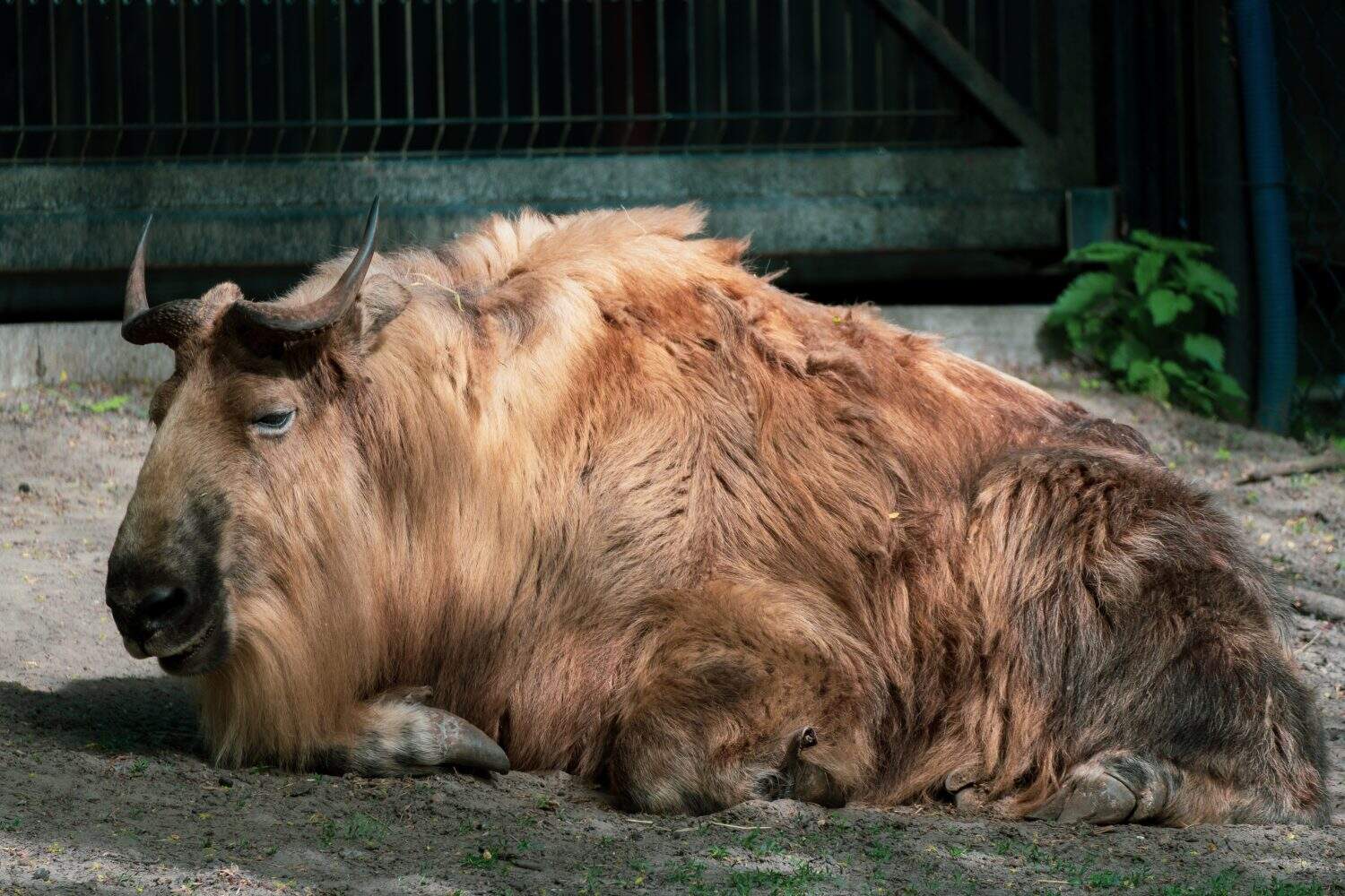 A large, reddish-brown Sichuan Takin lies on the ground 