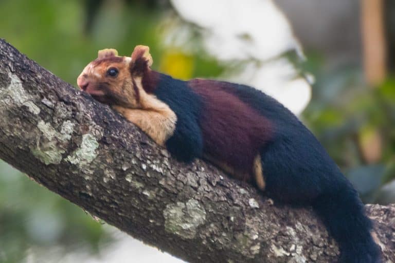 Malabar Giant Squirrel with Multicolored Fur Relaxing on a Tree Branch in Valparai