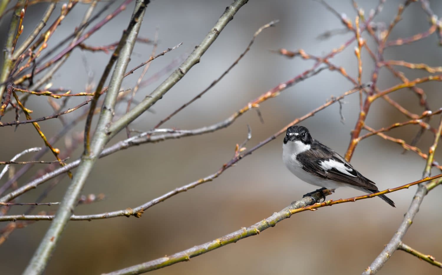 A curious male European pied flycatcher (Ficedula Hypoleuca) perching in a tree, springtime, vertical