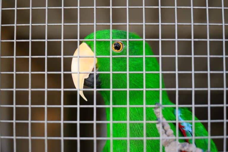 Eclectus parrot, polychloros, captive pet market, cage view, Australia native bird