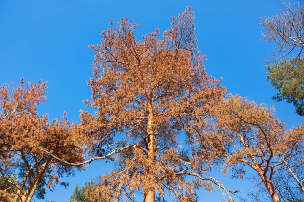 Pine tree died and dried up. Yellow thorns on branches of coniferous tree and blue clear sky on sunny day