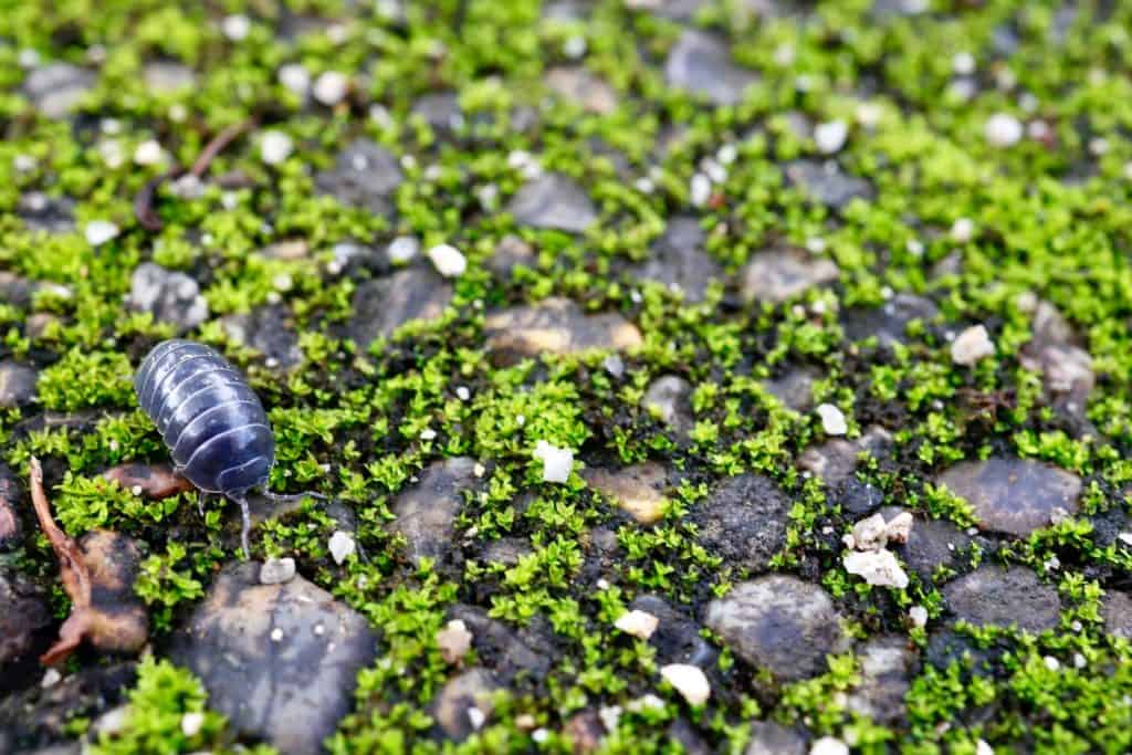 A pill bug on a moss path.