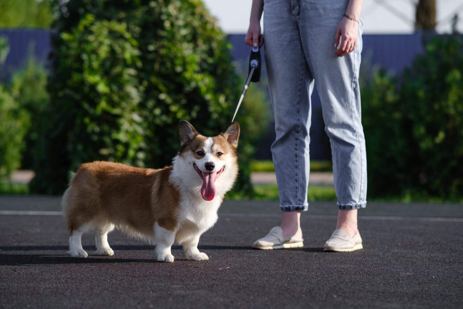 A red and white PEMBROKE WELSH CORGI stands on a leash next to a woman in light jeans. A bright sunny day in a public city park, the dog looks happy and energetic