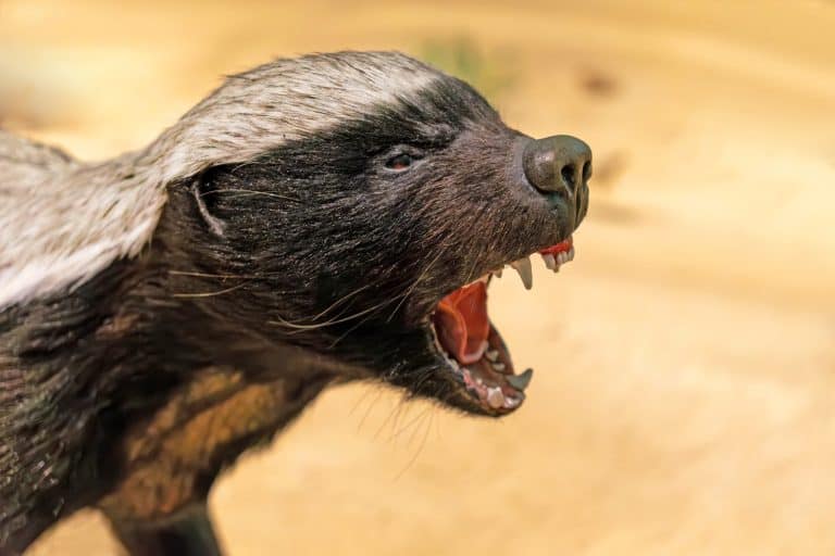 Honey badger's head close-up. open mouth. The fauna of Qatar and the United Arab Emirates.
