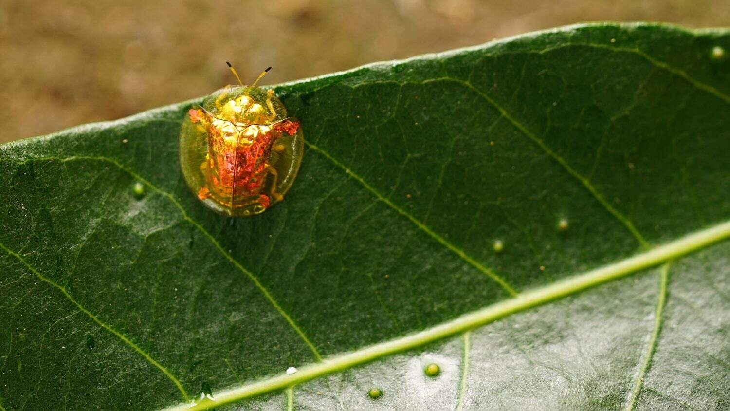 Charidotella sexpunctata (Golden Tortoise Beetle, Golden Tortoise Beetle, Golden Beetle). This insect is relatively difficult to find, but its presence is part of the natural ecosystem.
