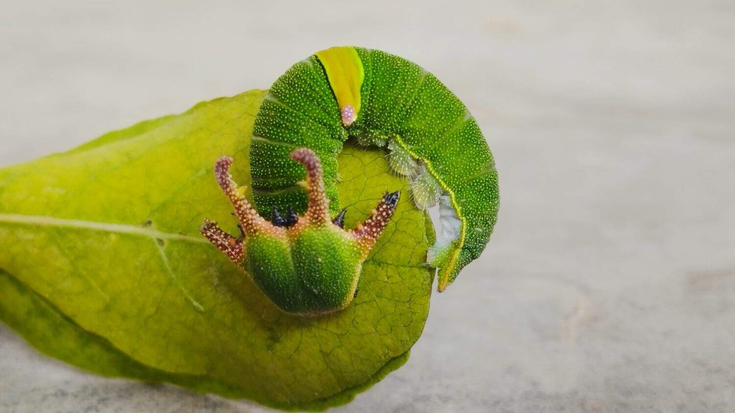 caterpillar with horns like a dragon, four-horned caterpillar, caterpillar with a four-horned head