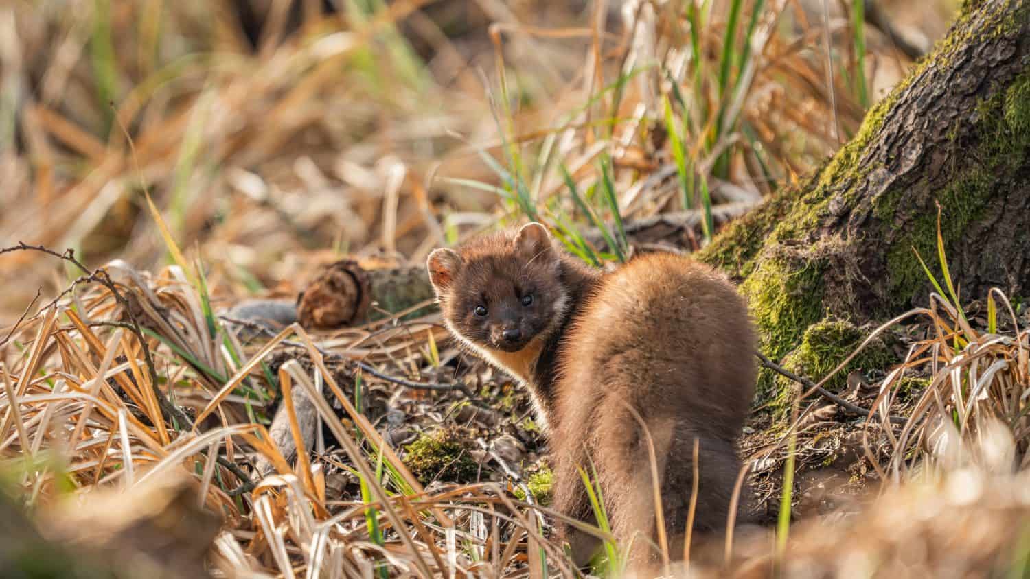 European pine marten (Martes martes)