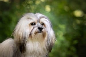 Lowchen, Little Lion Dog, Lowchen Show Groom, Lowchen Breed Standard, Small Fluffy Dog