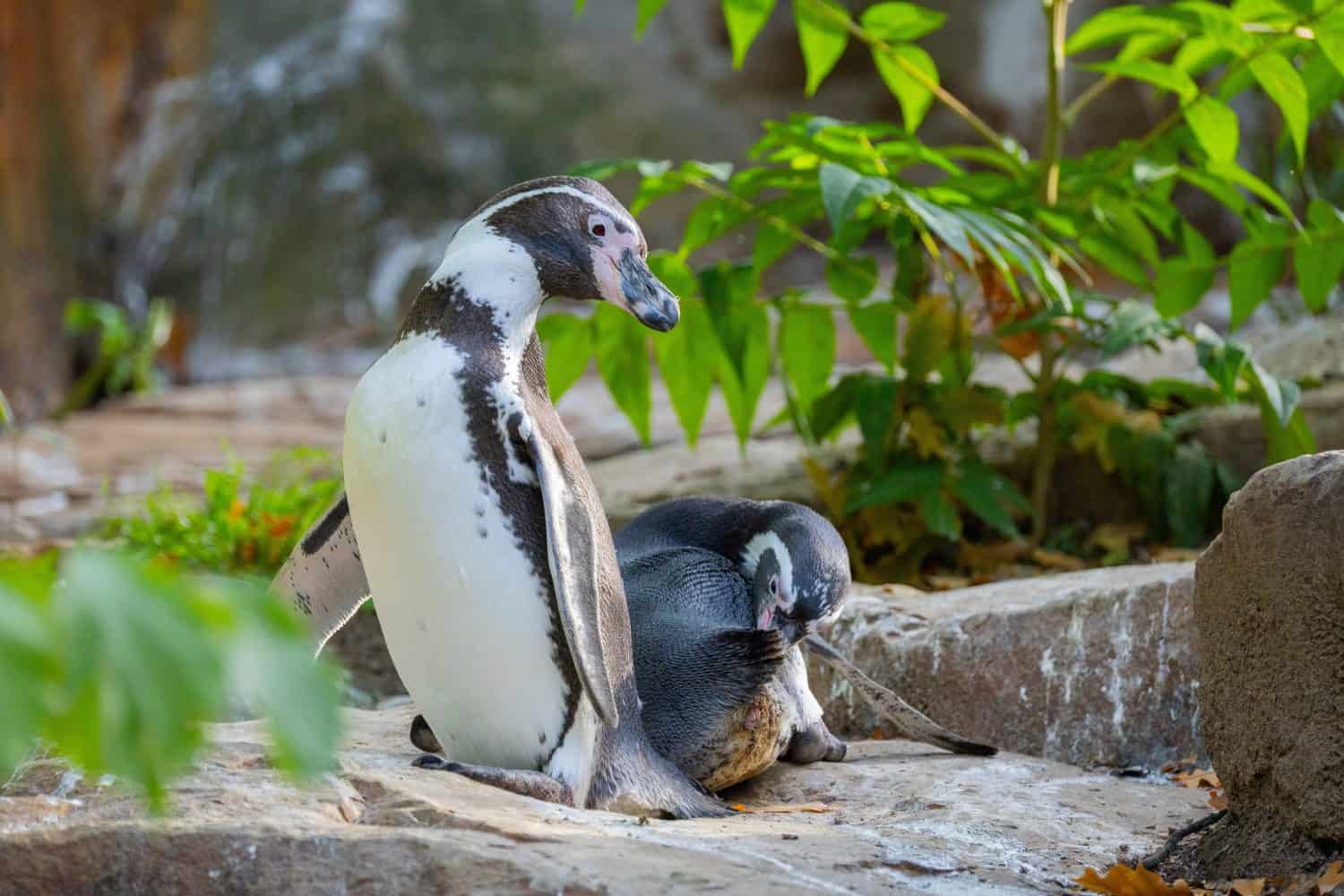 Humboldt Penguin, Colony Spheniscus humboldti. A pair of cute black and white little penguins.