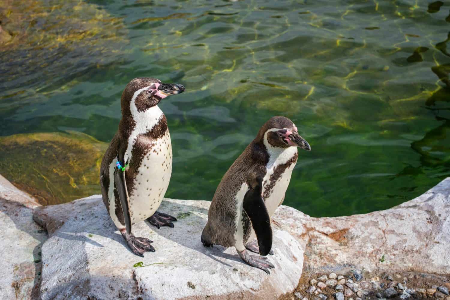 Humboldt Penguins by the Water's Edge