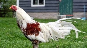 Yokohama chicken rooster on farm
