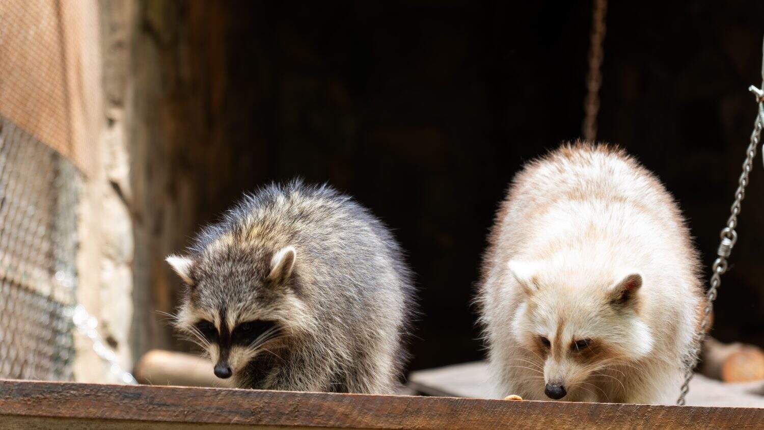 Two raccoons with different fur colors eating on a wooden platform, close-up wildlife animal photography.