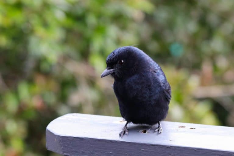 Fork-tailed Drongo Bird Looking (Dicrurus adsimilis)