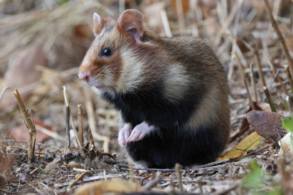 A rare wild European or Black-Bellied Hamster, Cricetus Cricetus, has come out of its burrow in a cemetery to forage for food.