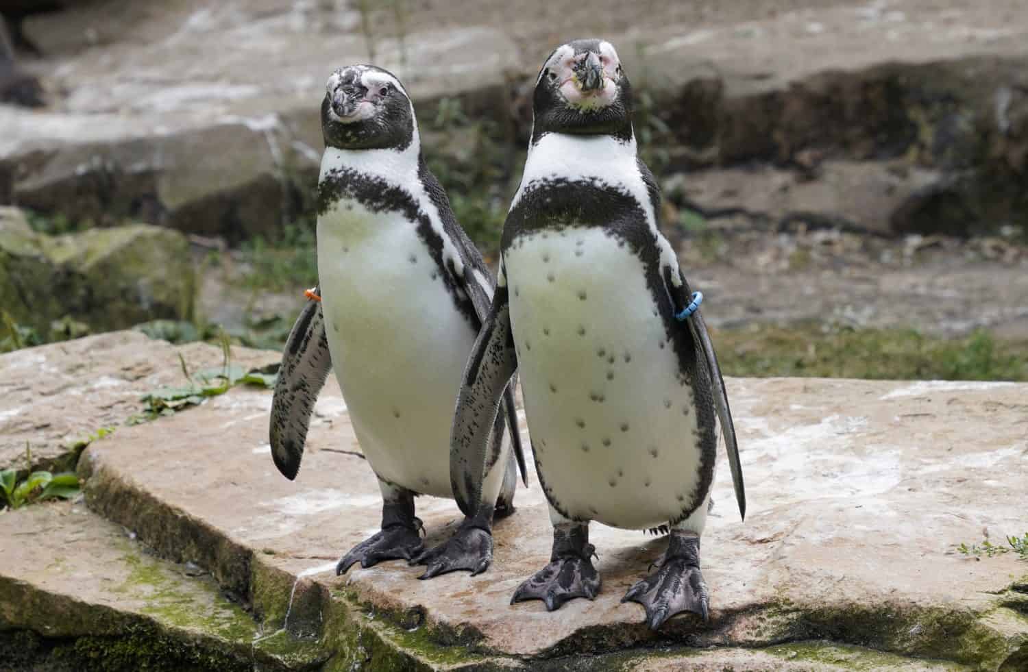 Cute couple of Humbolt penguins (spheniscus humboldti), two South American penguins, standing on a rock on a beach in Patagonia