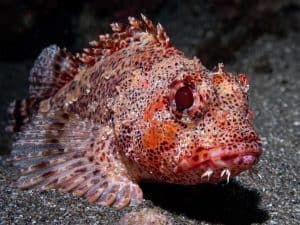 Scorpion fish or rock fish from the Azores and Macaronesia archipelagos (Scorpaena maderensis)