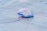Portuguese man o' war