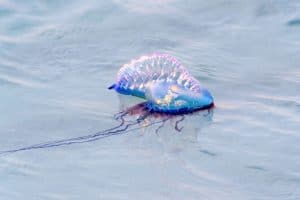 The dangerous Portuguese man-of-war jellyfish (scientific name Physalia physalis). A Portuguese man-of-war floating on the waves. Caribbean region, Matanzas Province, Varadero, Cuba.