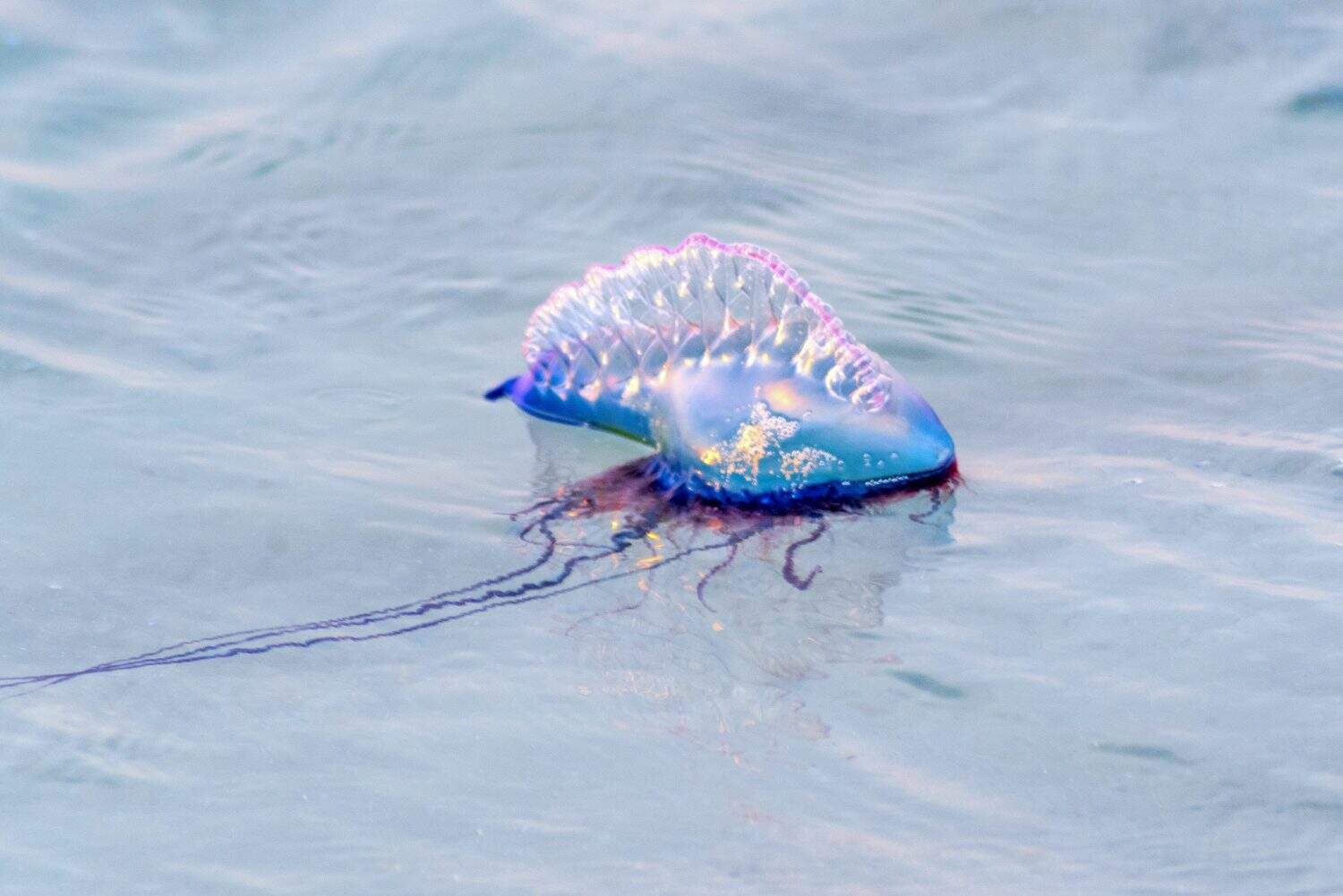 Man of War Jellyfish Animal Facts - Physalia physalis - A-Z Animals